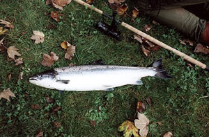 Doonfoot Fishings salmon